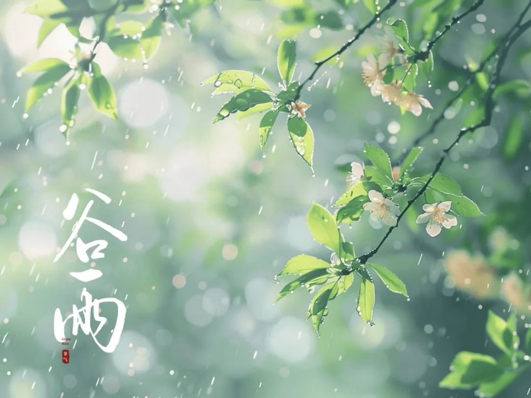 谷雨潤萬物，酥香寄深情